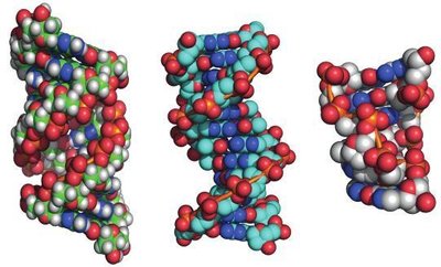 A-form, B-form, and Z-form DNA structures