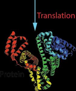 Translation: mRNA to protein