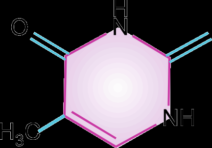 Thymine structure