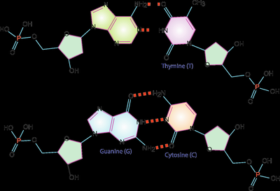Base pairing and phosphodiester bonds in DNA