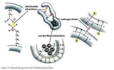 Types of noncovalent interactions in biomolecules