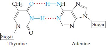 Adenine–Thymine base pairing