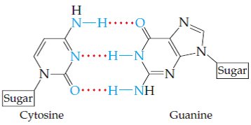 Guanine–Cytosine base pairing
