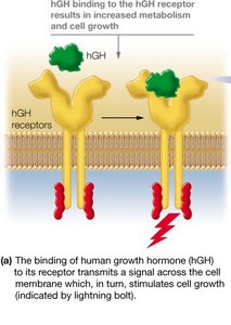 hGH binding to its receptor
