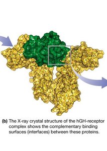 hGH-receptor complex structure