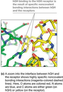 Noncovalent interactions at the hGH-receptor interface