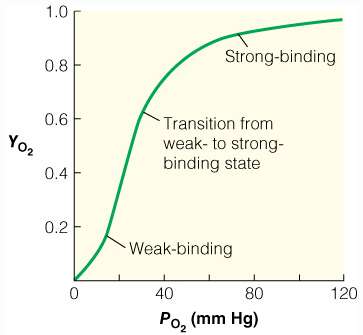 Hemoglobin sigmoidal binding curve