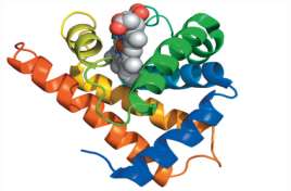 Cooperativity in hemoglobin