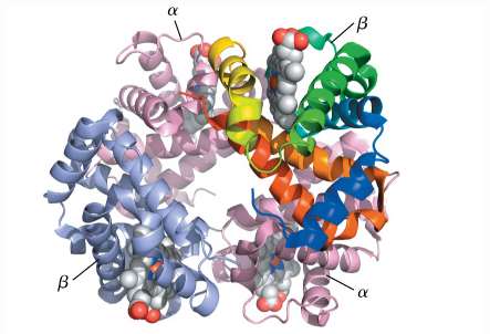 Cooperativity in hemoglobin