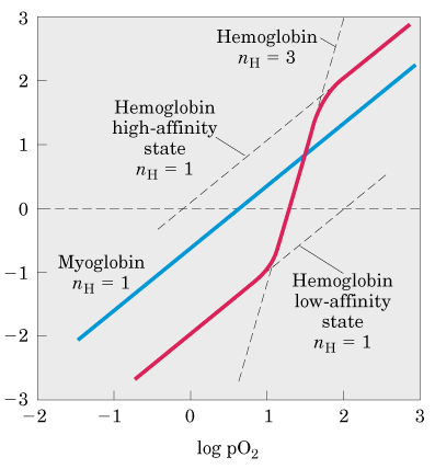 Hill plot for hemoglobin and myoglobin