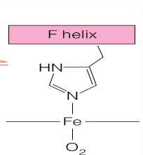 Heme domed and flattened