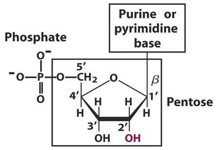 Structure of a nucleotide showing phosphate, pentose, and base