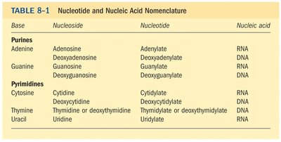 Nucleotide and nucleic acid nomenclature table