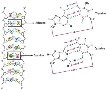 Watson-Crick base pairing and DNA double helix