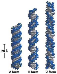 A, B, and Z forms of DNA