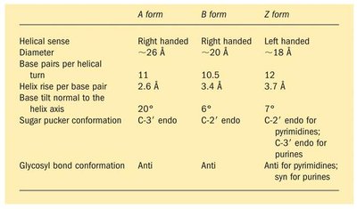 Comparison table of A, B, and Z DNA forms