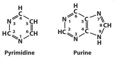 Structures of pyrimidine and purine bases