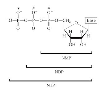 ATP structure and energy-rich bonds