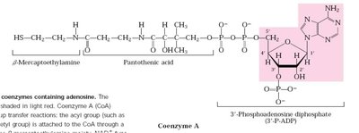 Coenzyme A structure