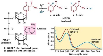 NAD+ structure and redox states