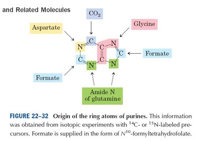 Origin of the ring atoms of purines
