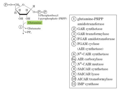 Steps in purine biosynthesis
