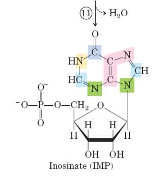 Structure of inosinate (IMP)