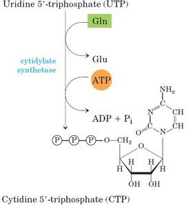 Steps in pyrimidine biosynthesis