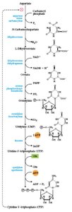 Conversion of UTP to CTP