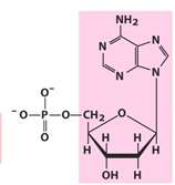 Purine and pyrimidine degradation pathways