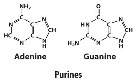 Structures of adenine and guanine (purines)