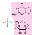 End products of nucleotide degradation