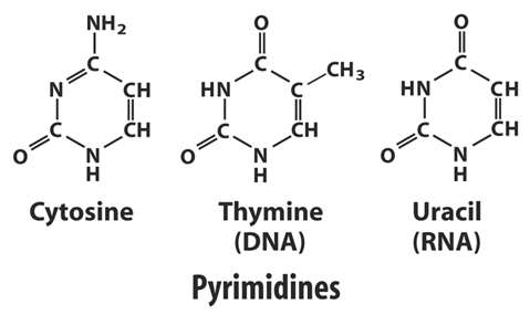Structures of cytosine, thymine, and uracil (pyrimidines)