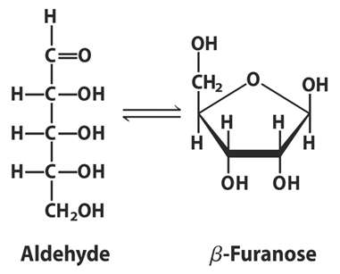 Aldehyde and beta-furanose forms of pentose sugar
