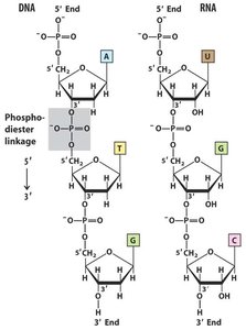 DNA and RNA nucleotide structures and phosphodiester linkage