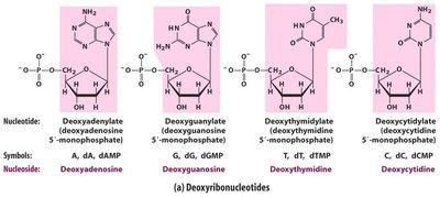 Structures of deoxyribonucleotides