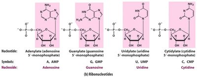 Structures of ribonucleotides