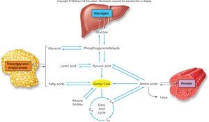Integration of carbohydrate, fat, and protein metabolism