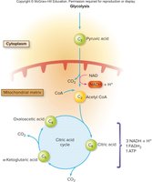 Citric acid cycle overview
