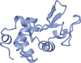 Structure of free lysozyme enzyme