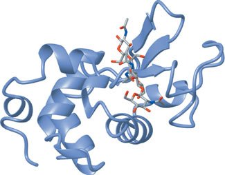 Lysozyme with bound substrate