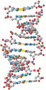 Short segment of a DNA molecule