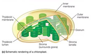 Schematic rendering of a chloroplast showing inner and outer membranes, thylakoid membranes, grana, stroma, and stroma lamellae.
