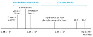 Relative strength of covalent and noncovalent bonds