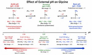 Effect of external pH on glycine