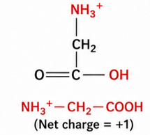 Glycine at low pH (net charge +1)