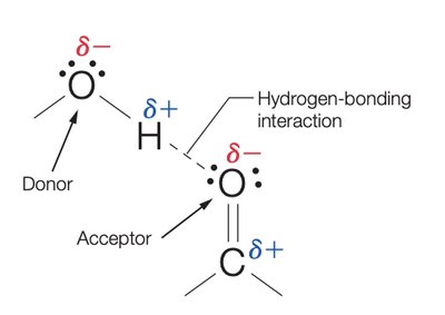 Electrostatic vs hydrogen bonding in amino acids