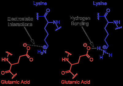 Hydrogen bonds in protein structure
