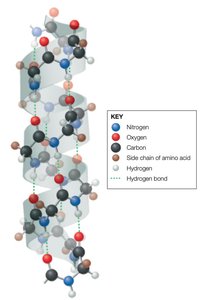 Water molecule structure and bond angle