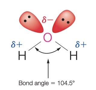 Clathrate cages and hydrophobic effect